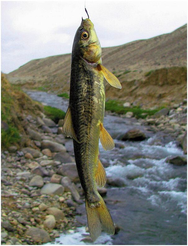 Рыба маринка фото в таджикистане