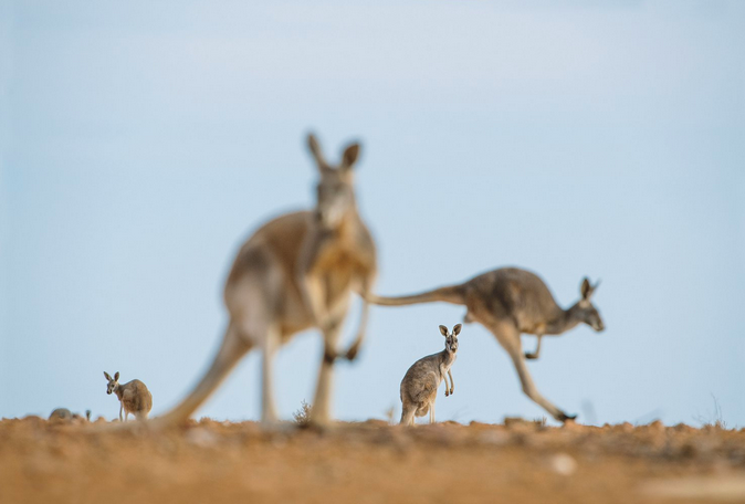 В Австралии проживает 25 миллионов человек и около 50 миллионов кенгуру – по мнению некоторых австралийцев, это «масштабы стихийного бедствия». Фото:  Стефано Унтертинер 