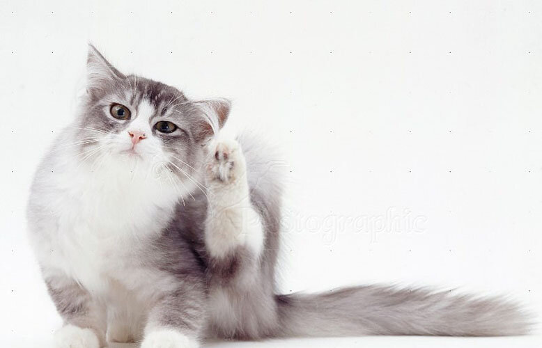 Клещи у кошки
