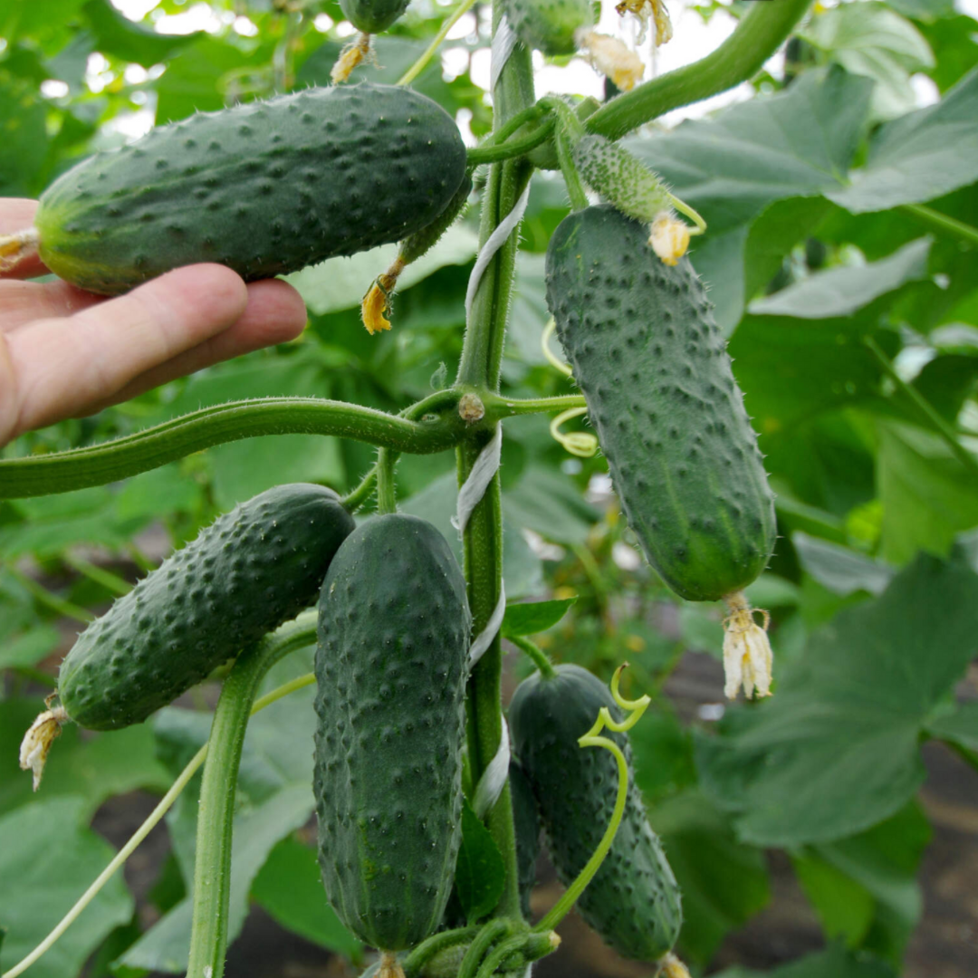 огурцы в ведре. пикулёк из baksnaks. огурцы в 2024 году. посадка огурцов в теплице. поле с огурцами.