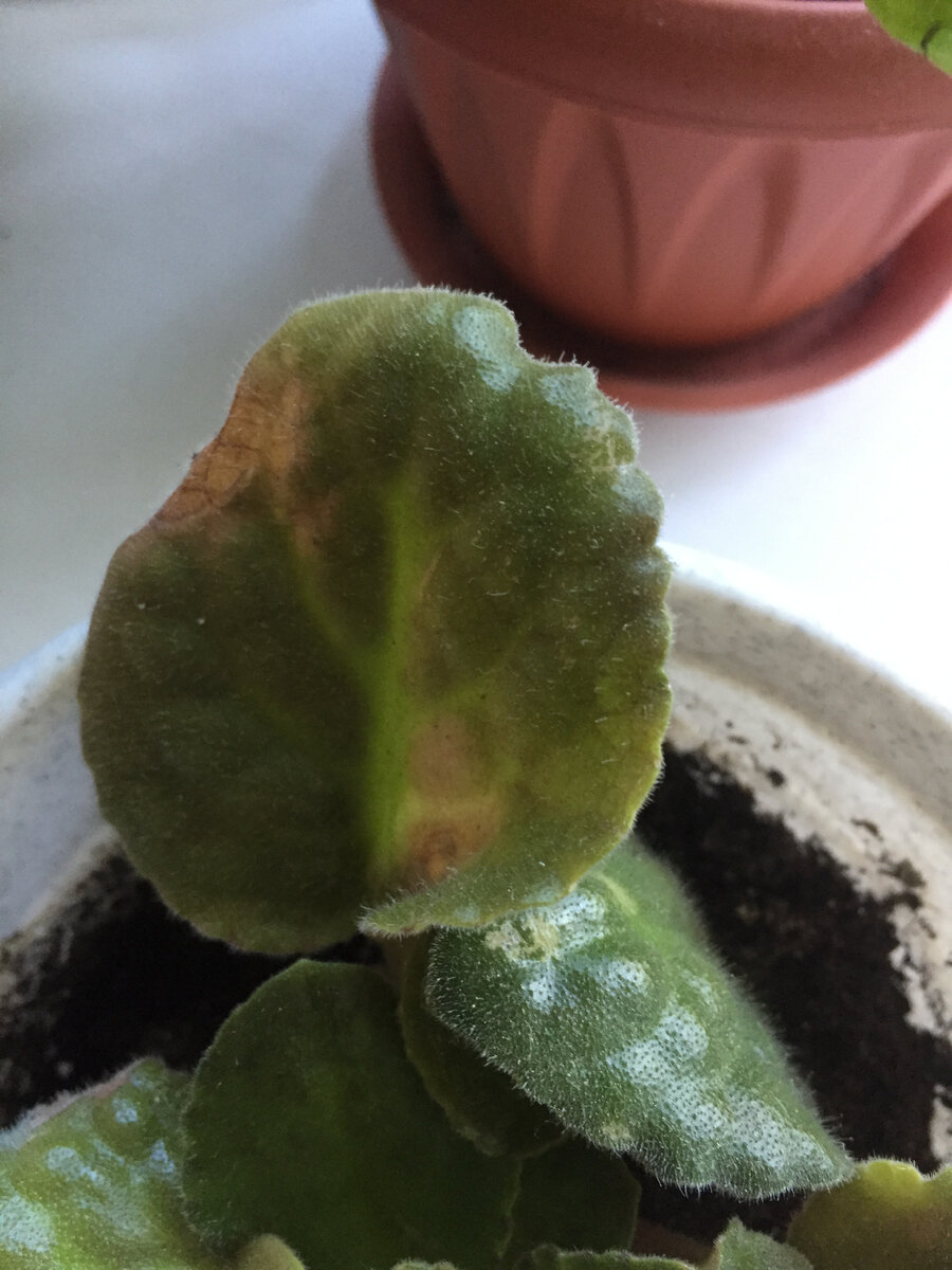 Так выглядит пострадавший от солнца лист фиалки