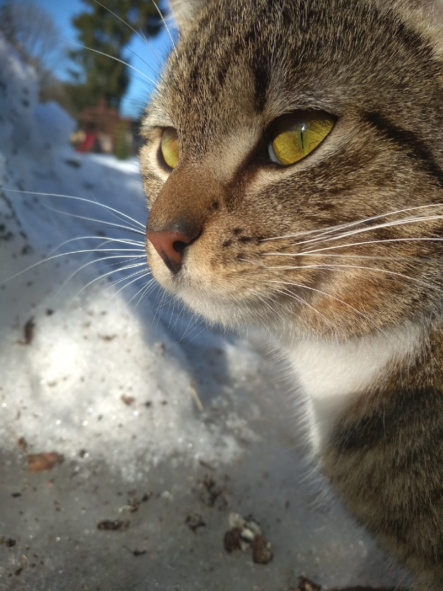 Кот ушла лес. Кот ушла лес