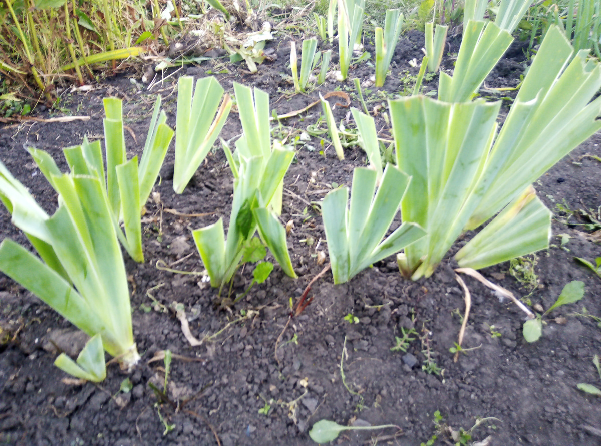 Обрезала и проредила ирисы