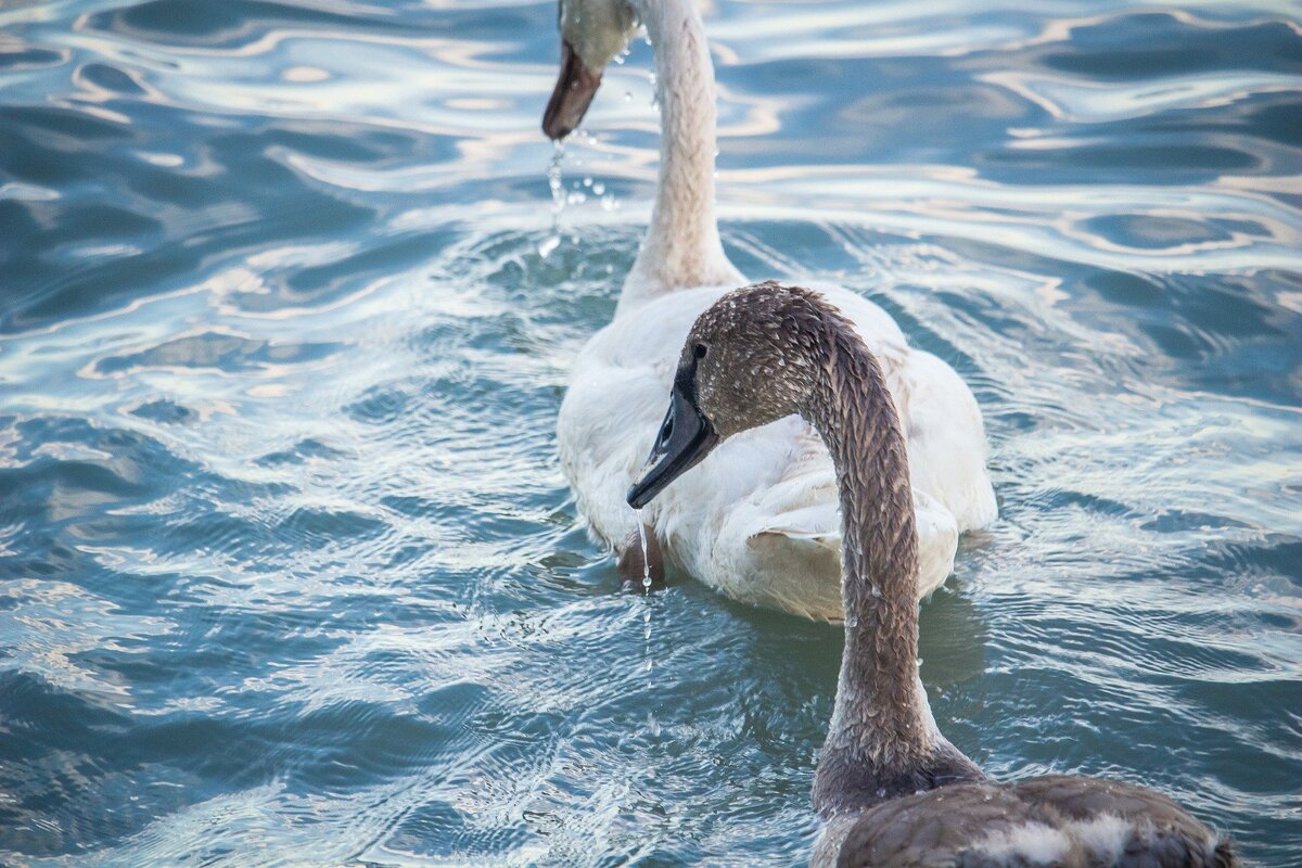 Изображение Szabolcs Molnar с сайта Pixabay 