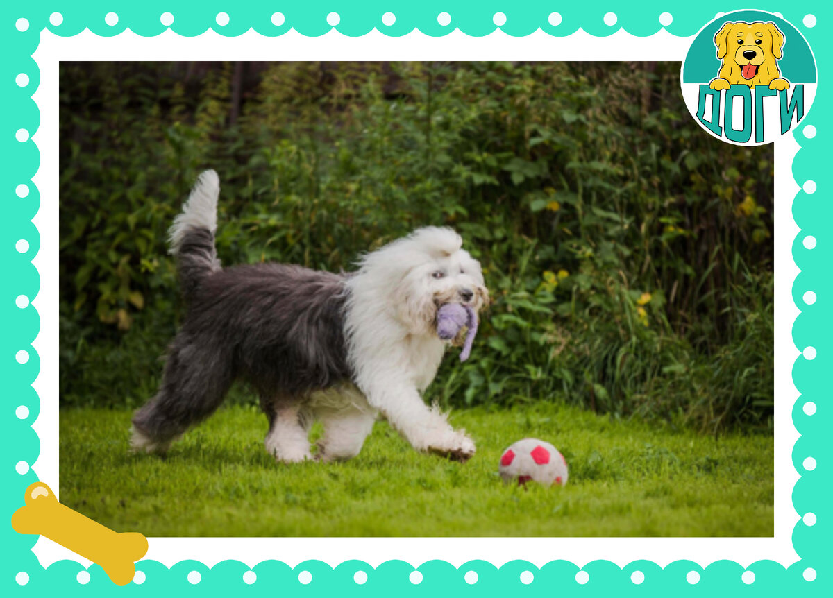 Любят игру как дети. Фото в свободном доступе