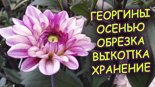 ГЕОРГИНЫ выращивание и уход осенью. Обрезка, выкопка и хранение георгин осенью. Как выращивать георгины. Выращивание далии.