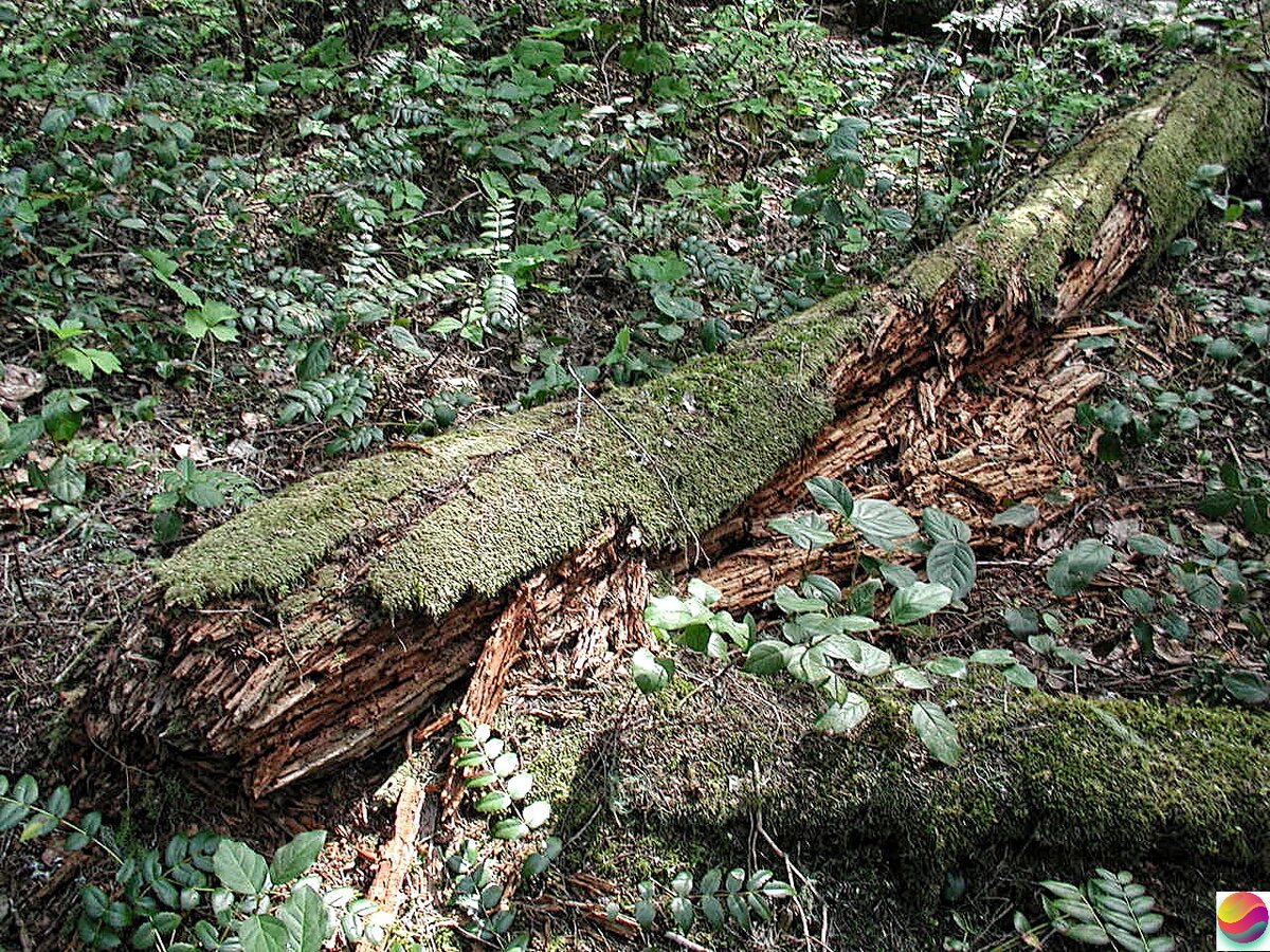 Пример гнеющего дерева.