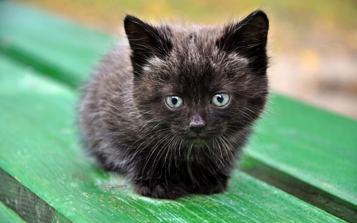 Стоковые фотографии по запросу Черный кот