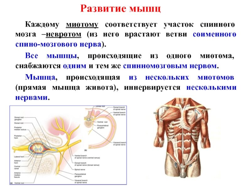 Развитые мышцы. Развитие мышечной системы. Мышцы кратко. Развитие мускулатуры. Формирование мышц.