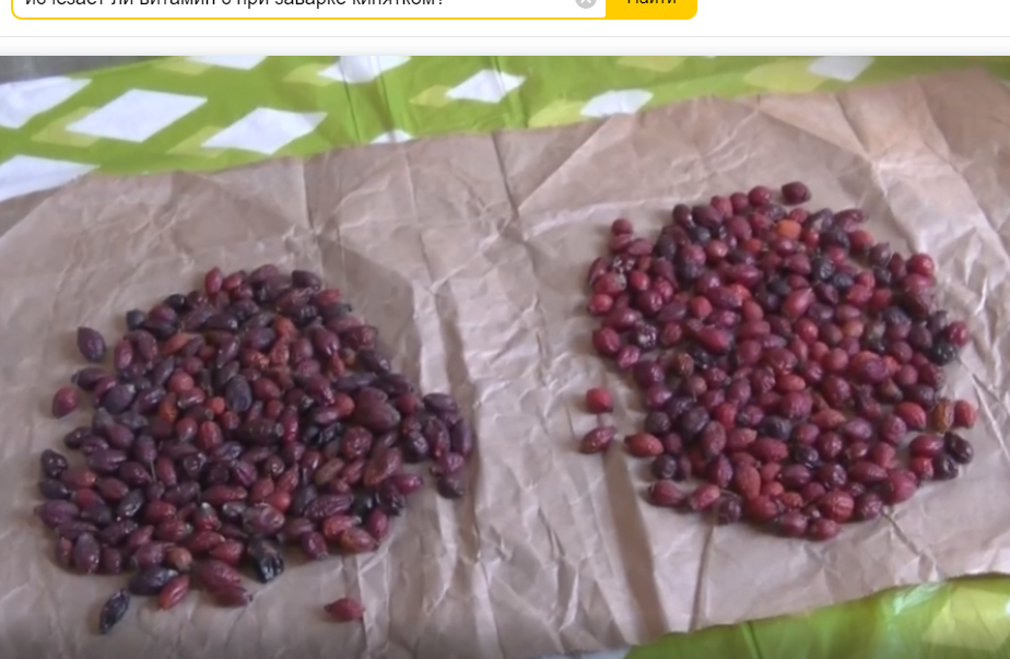 старый и новый шиповник