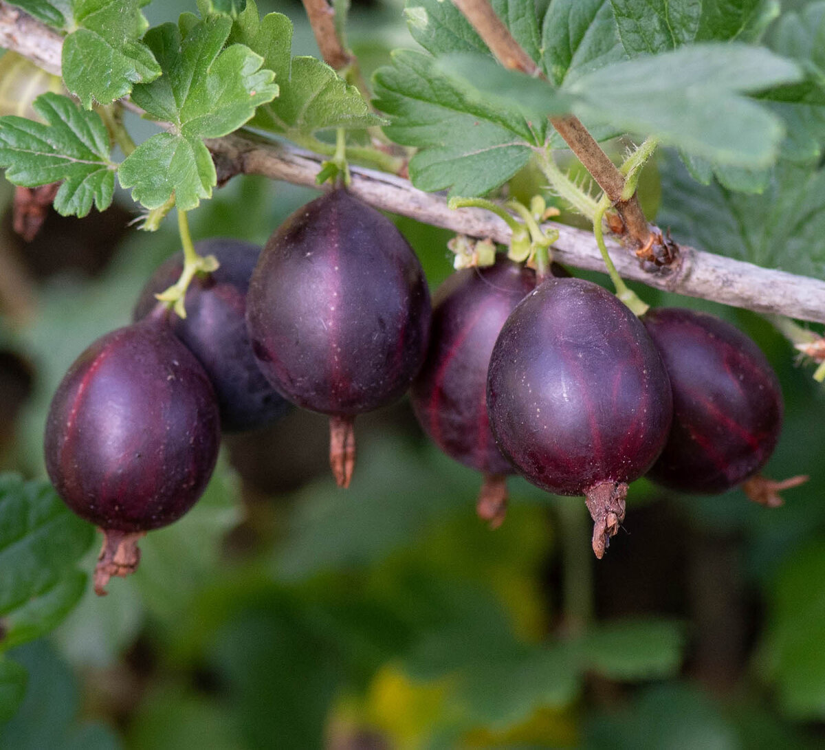 крыжовник без шипов сорта. сорт крыжовника куйбышевский. негус крыжовник. крыжовник сорта консул (сенатор). крыжовник грушенька.