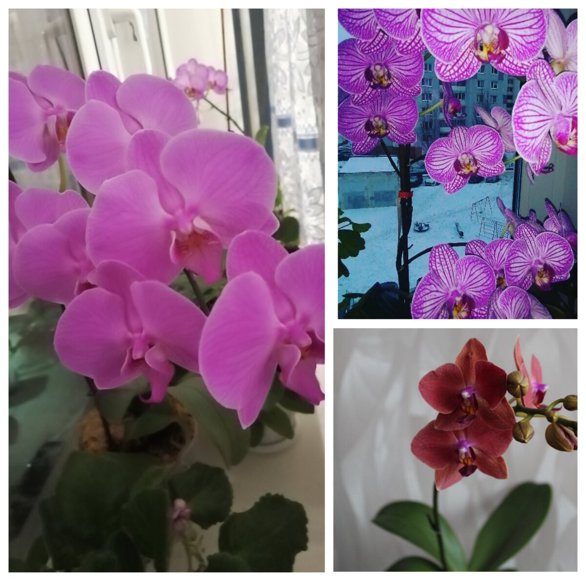 Мои комнатные орхидеи. 