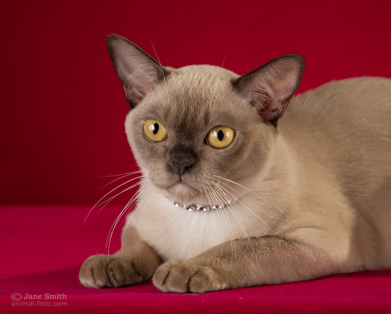 Jasper Burmese cats - девочка шоколадного окраса 5 мес. - Elphina