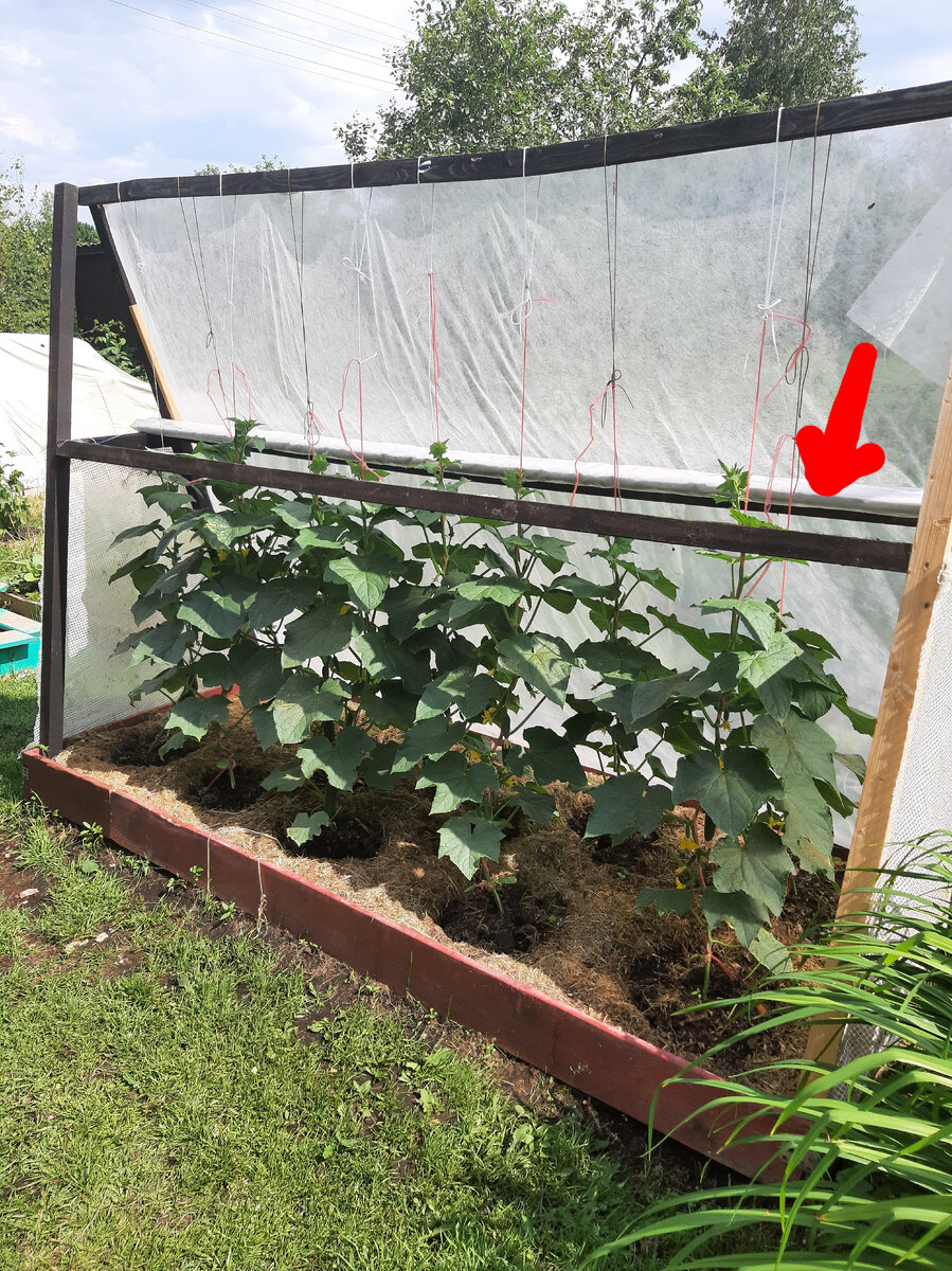 Пленка для укрытия пока огурцы маленькие.