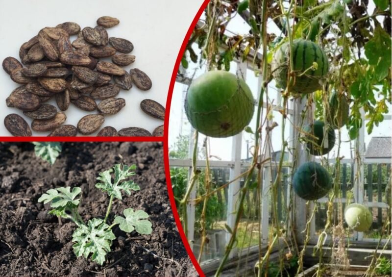 Арбузы в Сибири