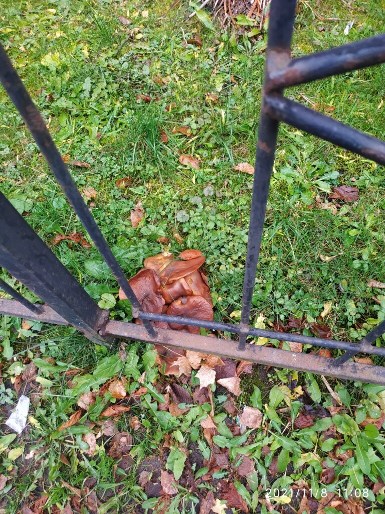 Грибы в ноябре.