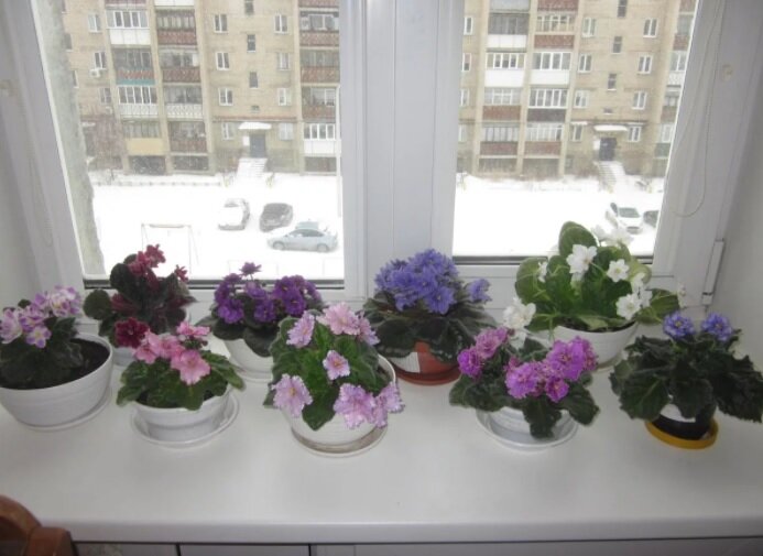 Фиалки