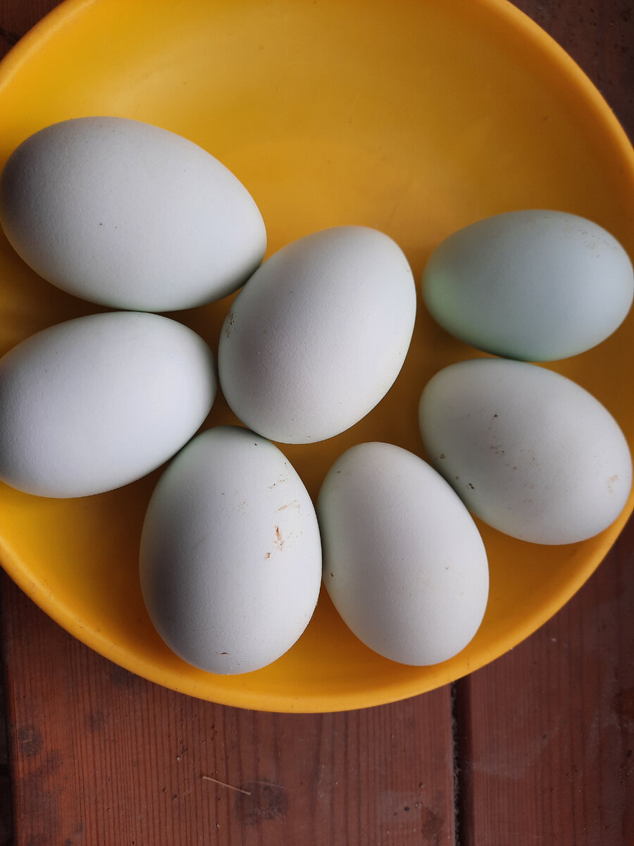Яйцо кур Легбар