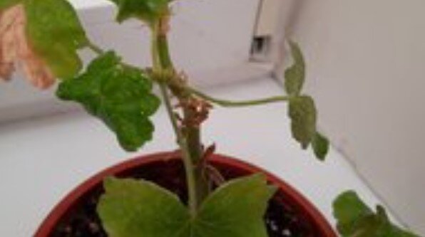 Фото присланного растения, на котором видны очаги поражения. Если сильно увеличить фото, то видны светлые пятна, скорее всего, они  хорошо проявляются с обратной стороны листьев.