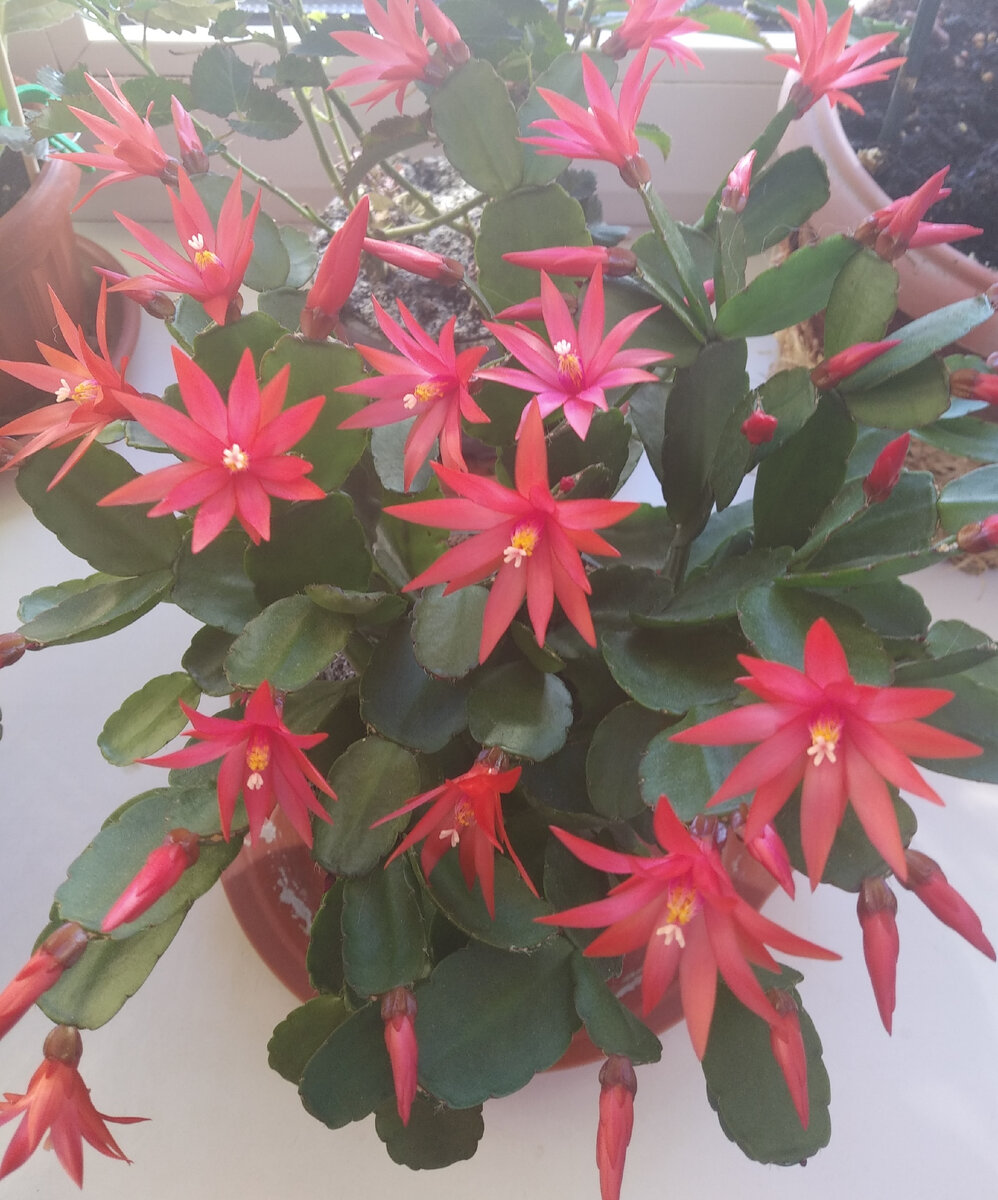 Кактус хатиора – кустарник с членистыми стеблями. В естественных условиях суккулент хатиора растет в расщелинах скал, на камнях.