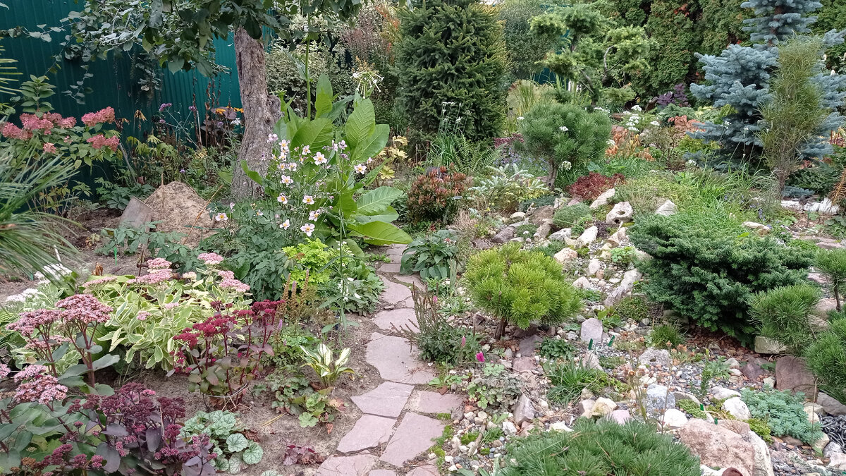 В мой поздне- летний лес решила добавить немного красок- слева полянка с очитками