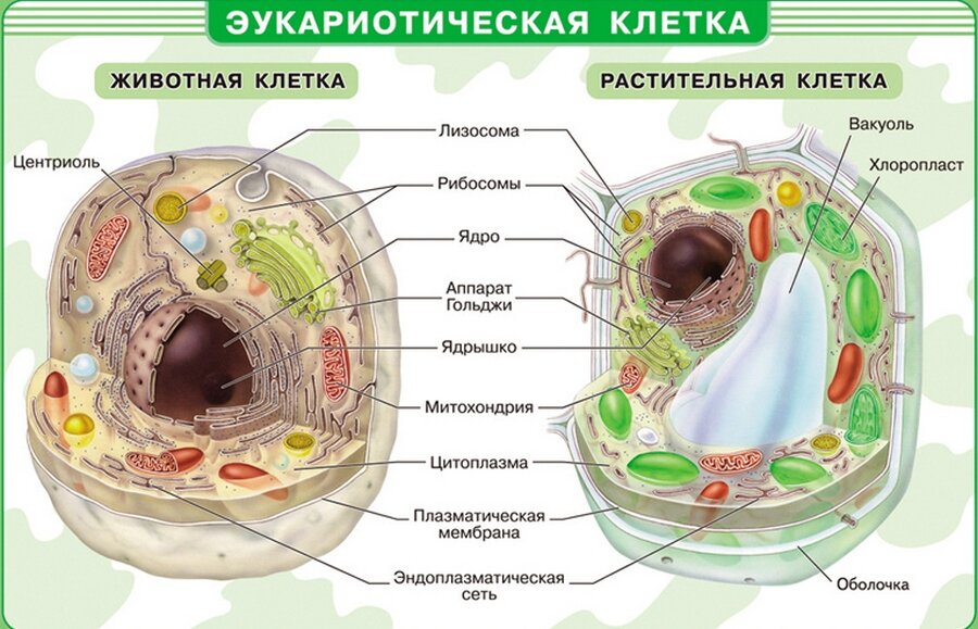 Анатомия человека в таблицах и схемах