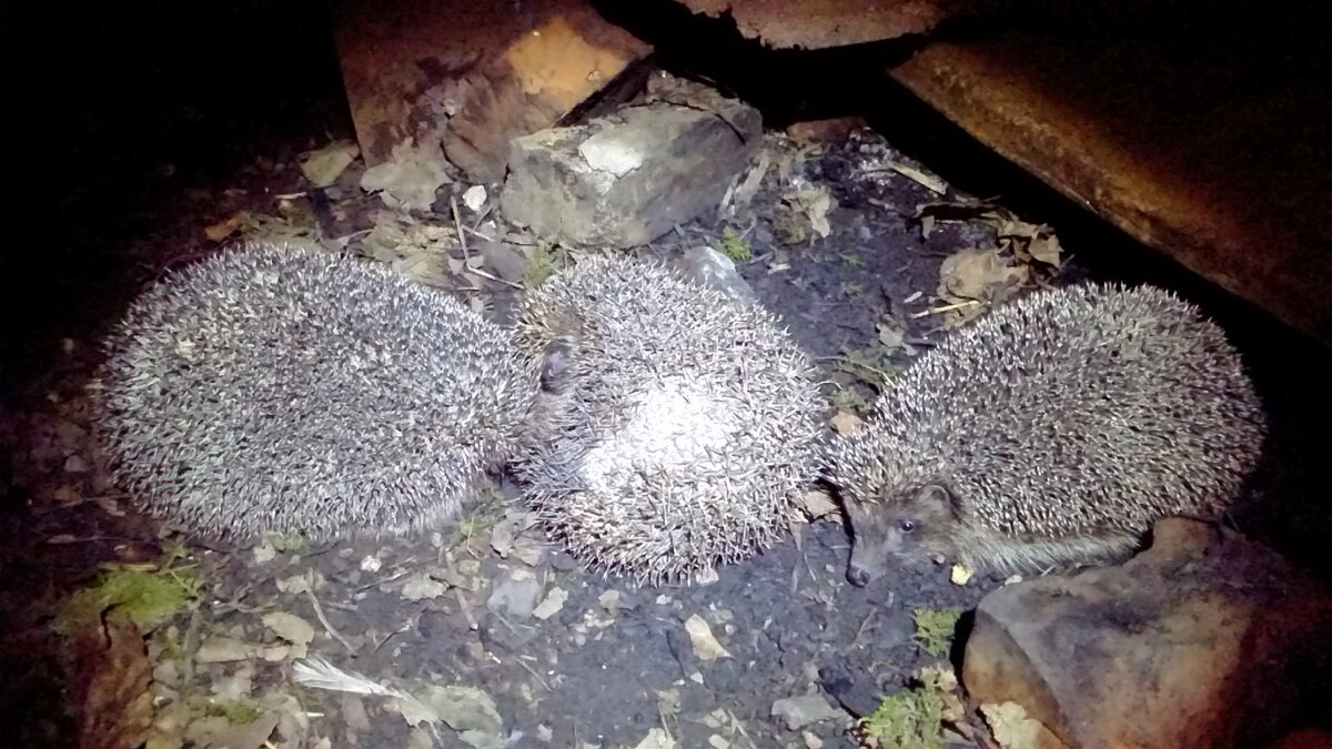 Тайная вечеря ежей