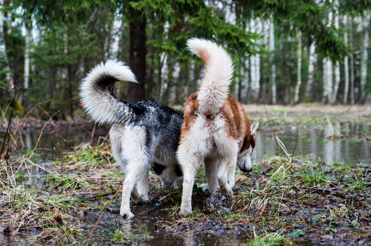 Шаман и Игорь