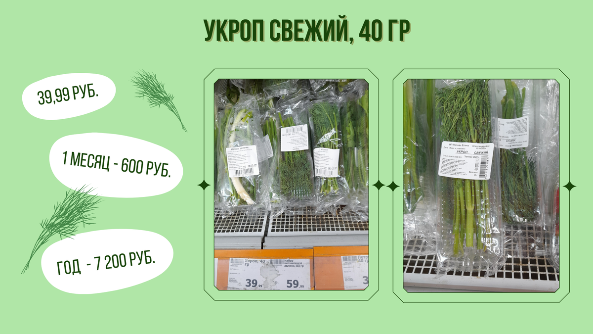 Как вырастить укроп и петрушку на подоконнике - taimyr-expo.ru