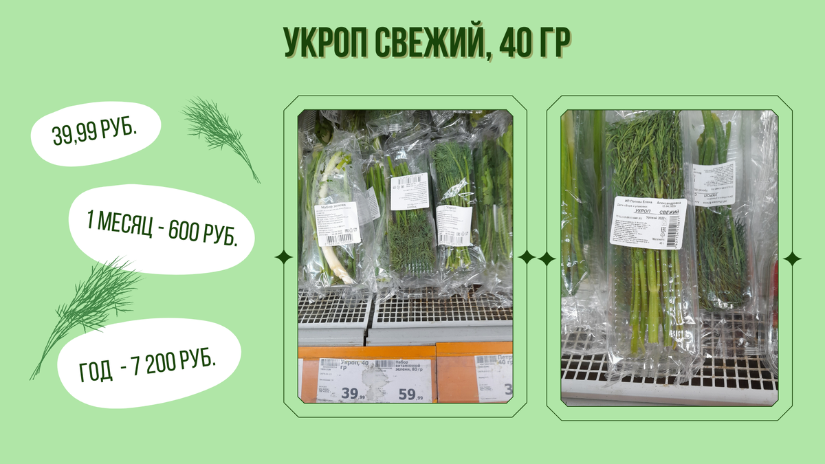 За 5 минут вы узнаете, как вырастить укроп в домашних условиях на  подоконнике и легко получать душистую зелень круглый год | Вечнозеленое  царство | Дзен