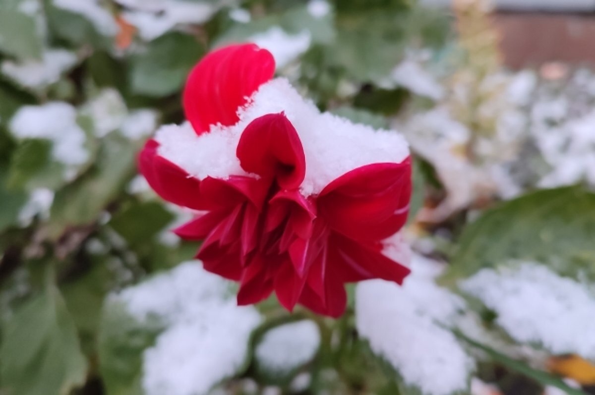    Стало известно, когда в Самарской области выпадет снег в 2022 году