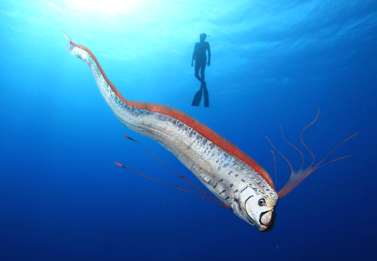 Самом глубоководном море. Сельдяной Король рыба. Гигантский сельдяной Король. Сельдяной Король ремнетел. Морской змей — сельдяной Король.