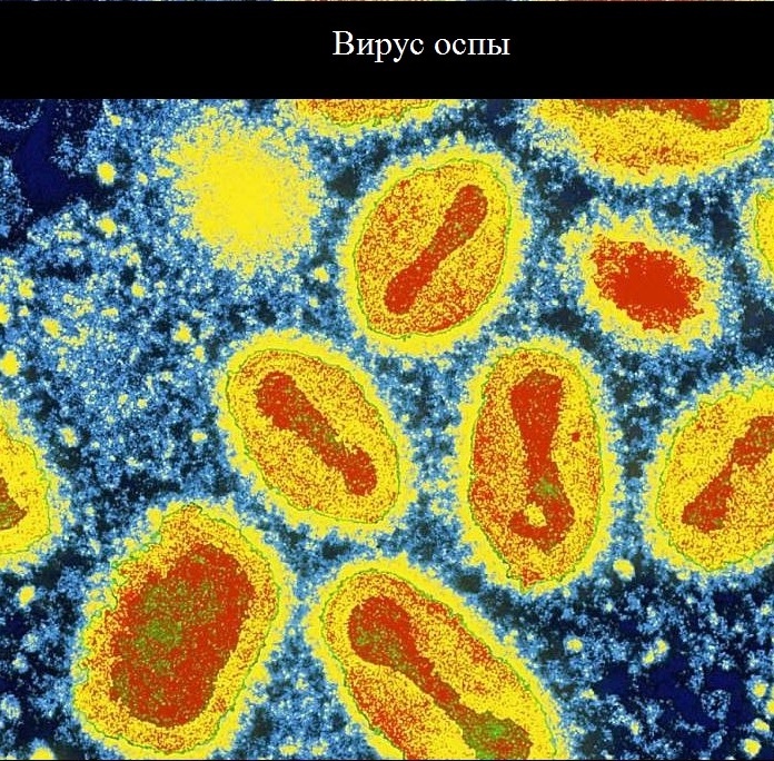 Вирус оспы. Биологический университет США