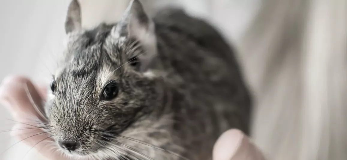 5 интересных фактов о дегу | Четыре Лапы. Все о домашних животных | Дзен