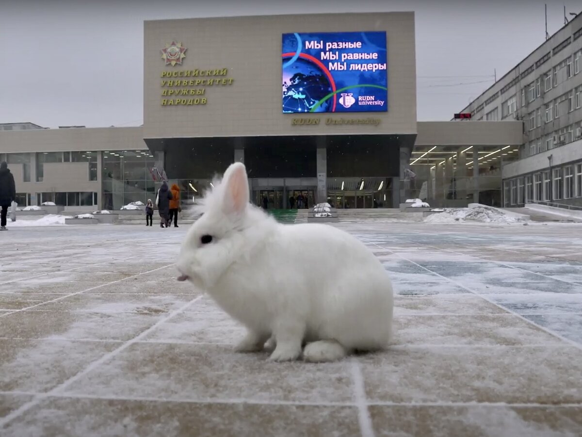 Световой Бегущий заяц для улицы