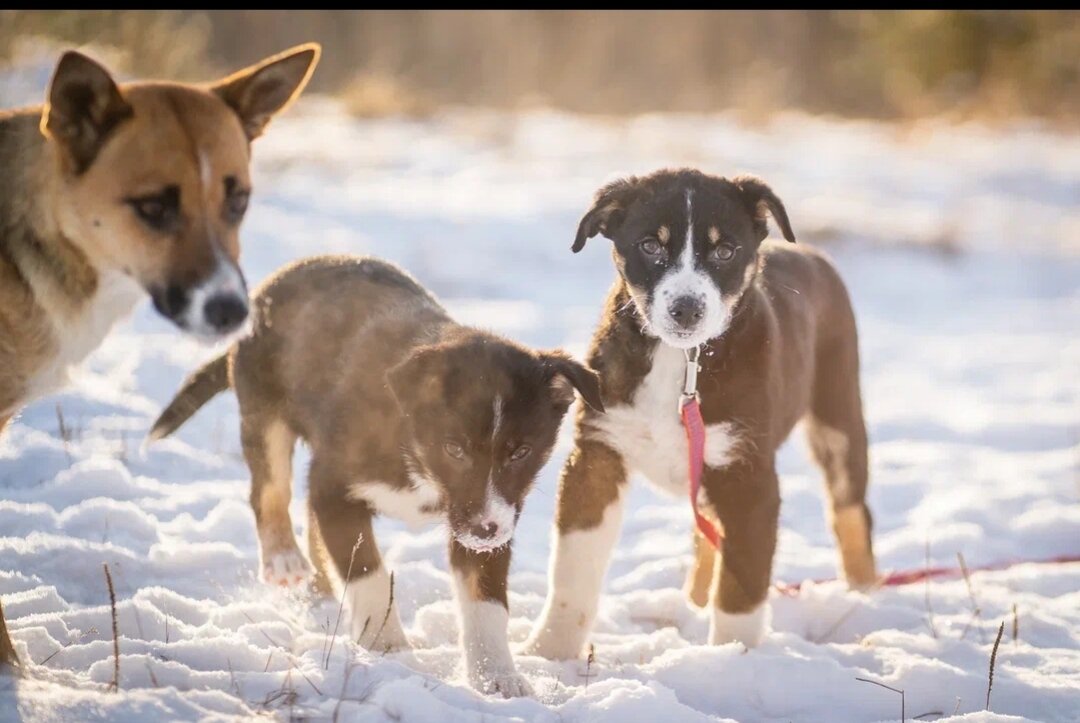 спасибо за  эти спасённые души.