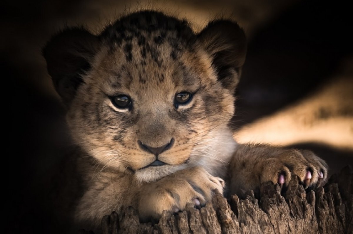    Трехмесячного львенка пытались незаконно вывезти из России