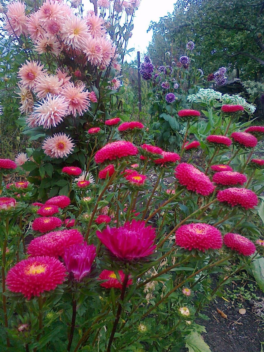 георгины и астры