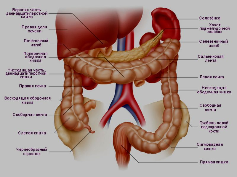 Строение кишечника человека схема. Толстая кишка анатомия отделы. Ободочная толстая кишка анатомия. Толстая кишка располагается.