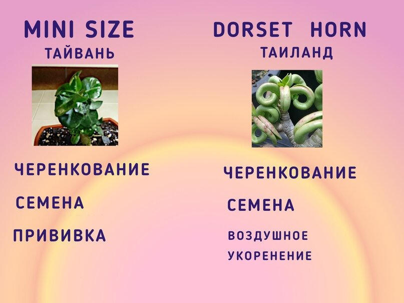 Работа автора