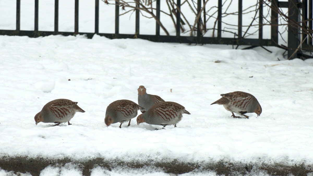   
 Фото: Каждой твари по паре / Павел Глазков