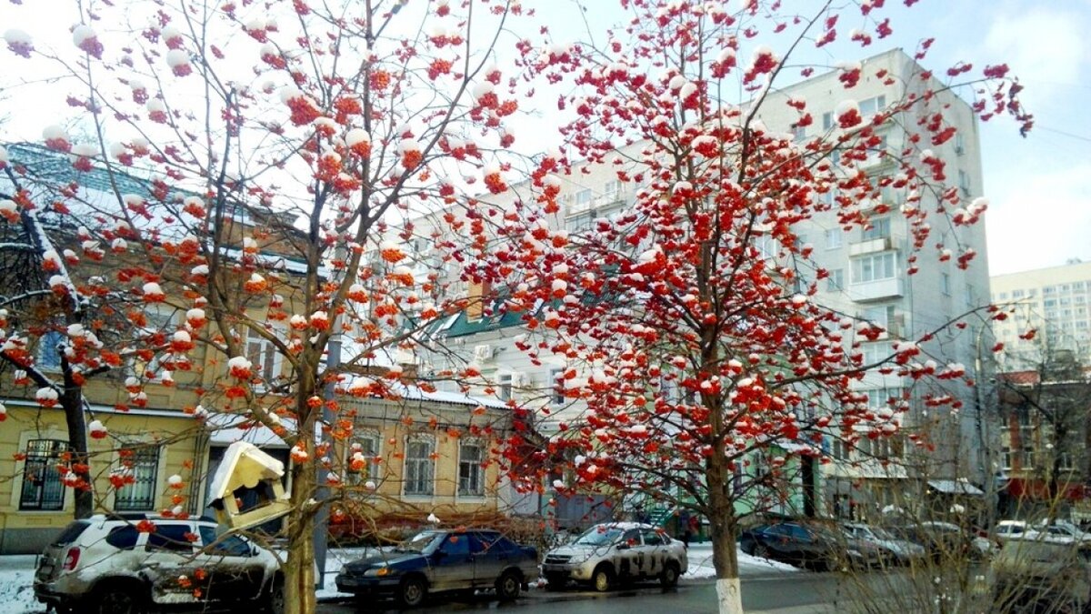    Саратовцы голосуют за переименование улицы Сакко и Ванцетти в честь Михаила БулгаковаНовости Саратова и области – Сетевое издание «Репортер64»