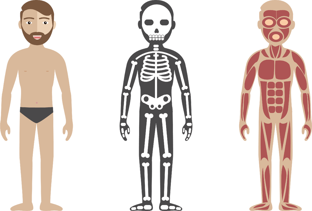 Человек стр. Тело человека картинка. Тело человека схематично. Тело человека вектор. Анатомия человека вектор.