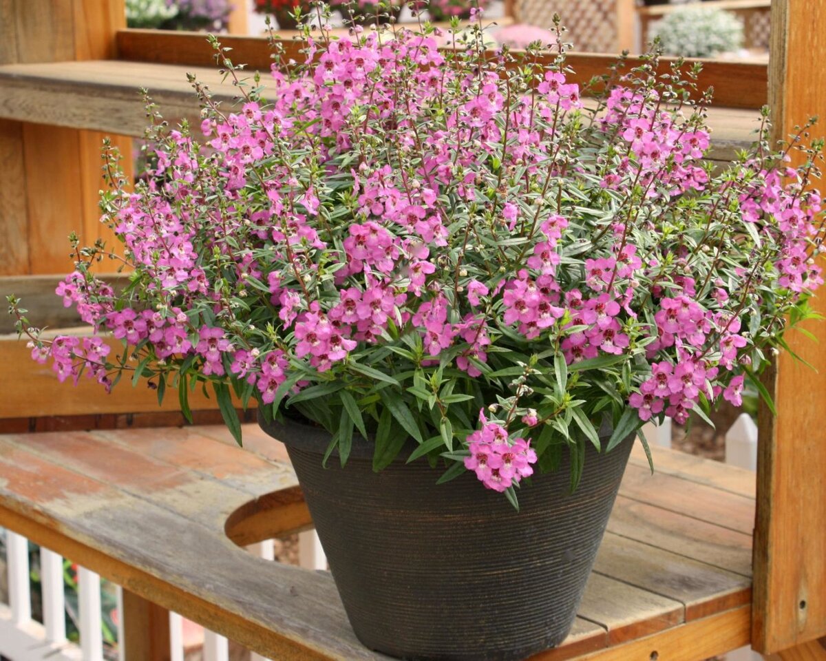 Angelonia angustifolia