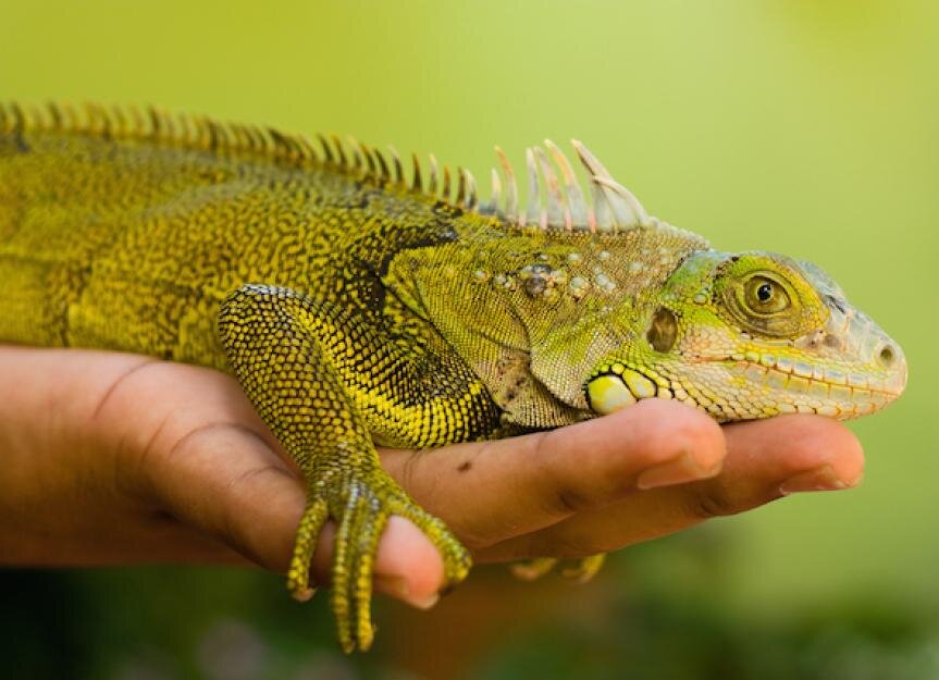 Женская одежда для сноуборда Iguana — купить в интернет магазине Проскейтер