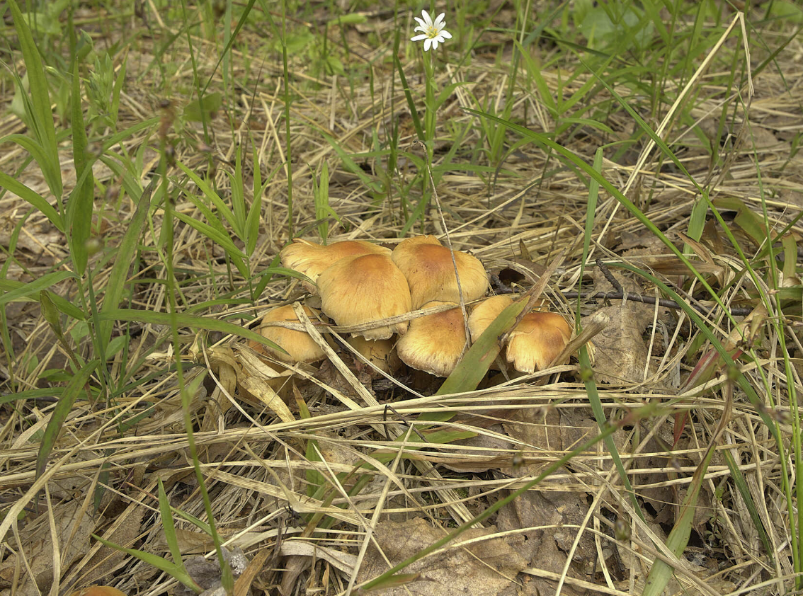 Хороша грибами время года. Грибы в Тульской области.