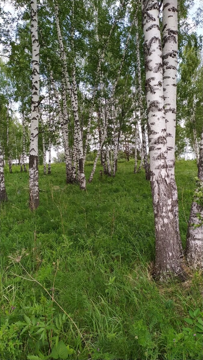 Красавицы березы. фото автора.