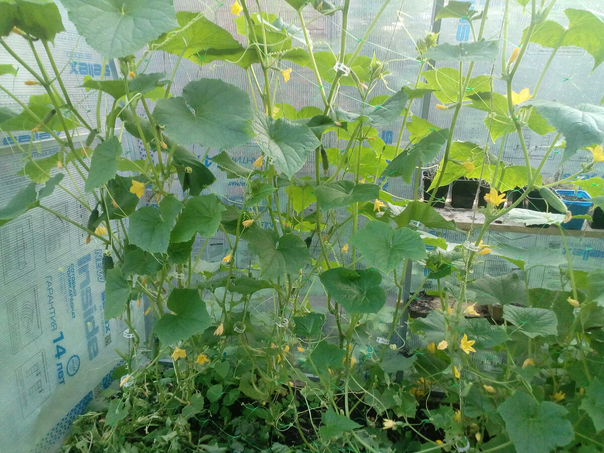 Лето 2023 года огурцы в теплице под 2.5 метра 