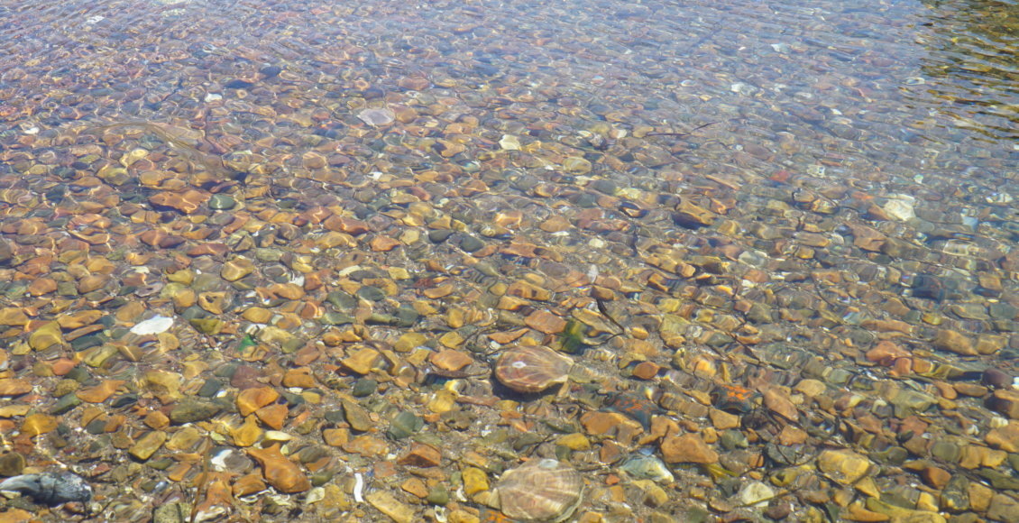    Фото: Приморское территориальное управление Росрыболовства