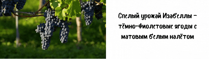 Как выглядят спелые гроздья винограда Изабелла